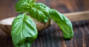 Come conservare il basilico in inverno: 3 metodi pratici Come conservare il basilico