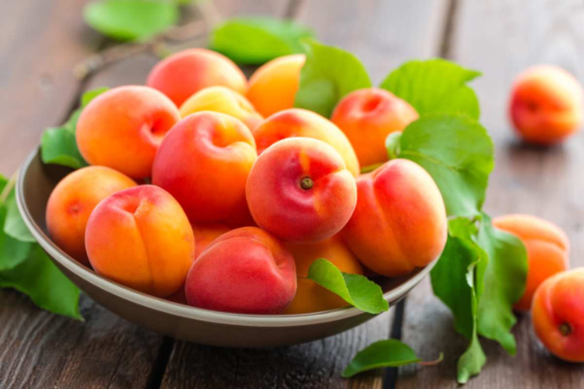 come conservare albicocche fresche albicocche fresche