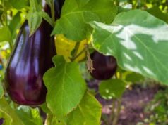 Cimatura melanzane a fine luglio: il taglio che triplica il raccolto fino a ottobre (metodo pugliese) melanzane orto
