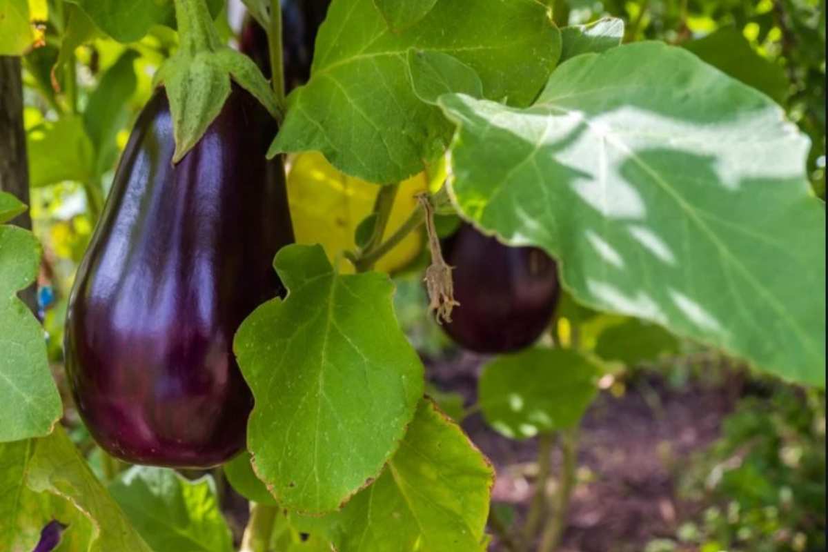 cimatura melanzane orto come fare melanzane orto