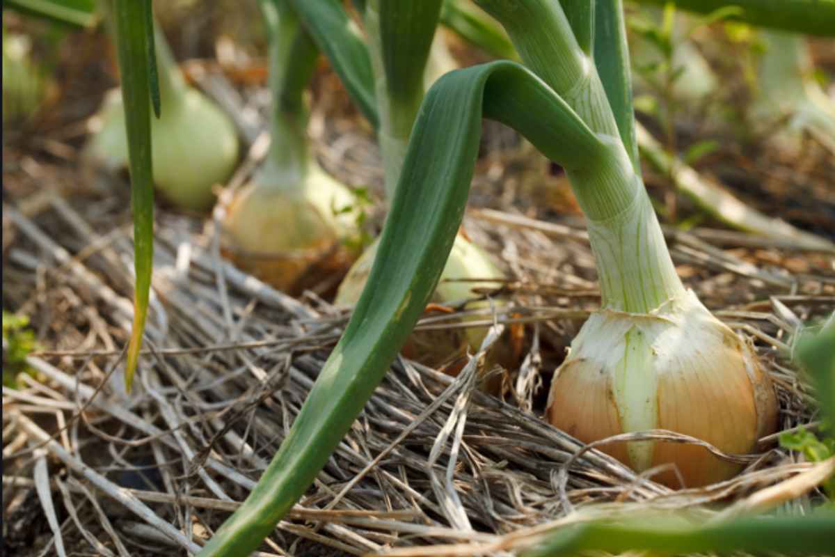 come e quando piantare cipolle cipolle campo