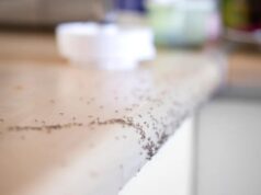 Foglie di alloro contro le formiche: come svuotare la dispensa dalle formiche in 24 ore senza veleni formiche cucina