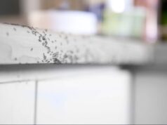 Come eliminare le formiche dalla cucina in 5 minuti con 3 ingredienti che hai già in dispensa (senza insetticida) formiche in cucina