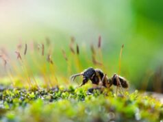 Le formiche invadono l’orto a luglio? 3 rimedi naturali calabresi le eliminano in 48 ore (senza veleno né danni) formiche orto