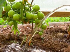 Innaffiare i pomodori a luglio: mattina o sera? L’orario sbagliato rovina tutto il raccolto (la regola che i contadini seguono da generazioni) innaffiare pomodori