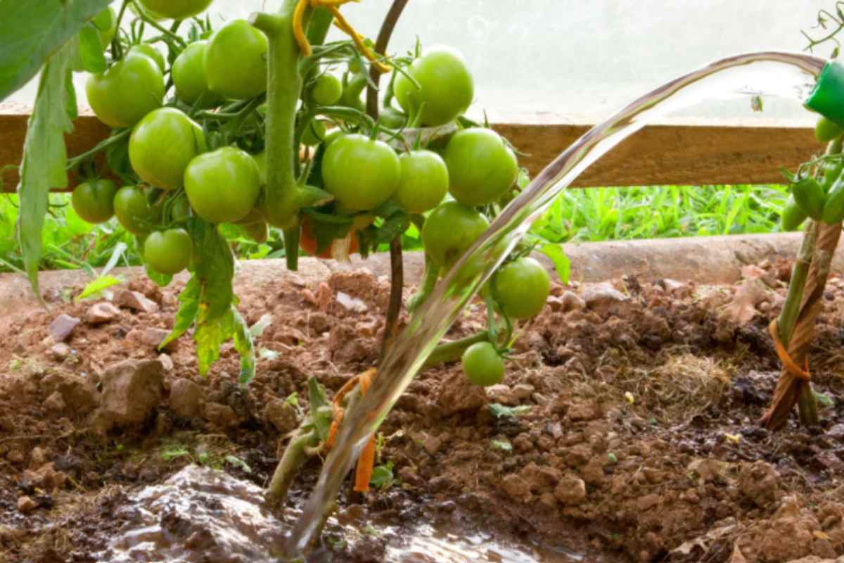 innaffiare pomodori errore comune innaffiare pomodori
