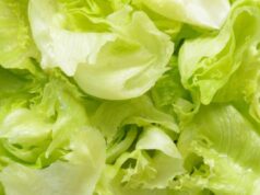 Come conservare l’insalata in frigo per 10 giorni senza che marcisca: il trucco che funziona davvero insalata fresca