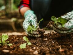Cosa piantare nell’orto a luglio: 5 ortaggi da raccogliere in autunno quando tutti gli altri hanno finito orto