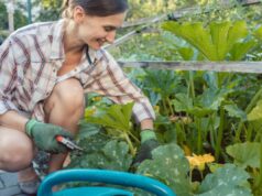Potare le zucchine a luglio: il trucco dei contadini per raddoppiare il raccolto fino a ottobre orto potare zucchine