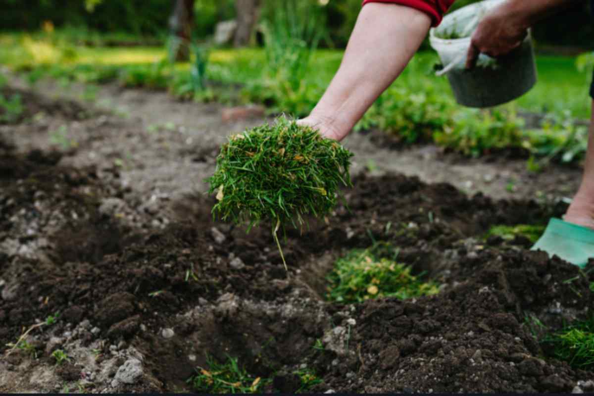 pacciamatura orto come salvare le piante pacciamatura orto