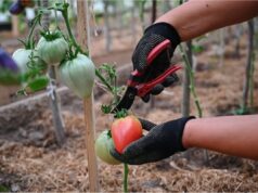Raccogliere pomodori dall’orto ancora verdi: il test della stella verde che raddoppia sapore e conservazione raccogliere pomodori