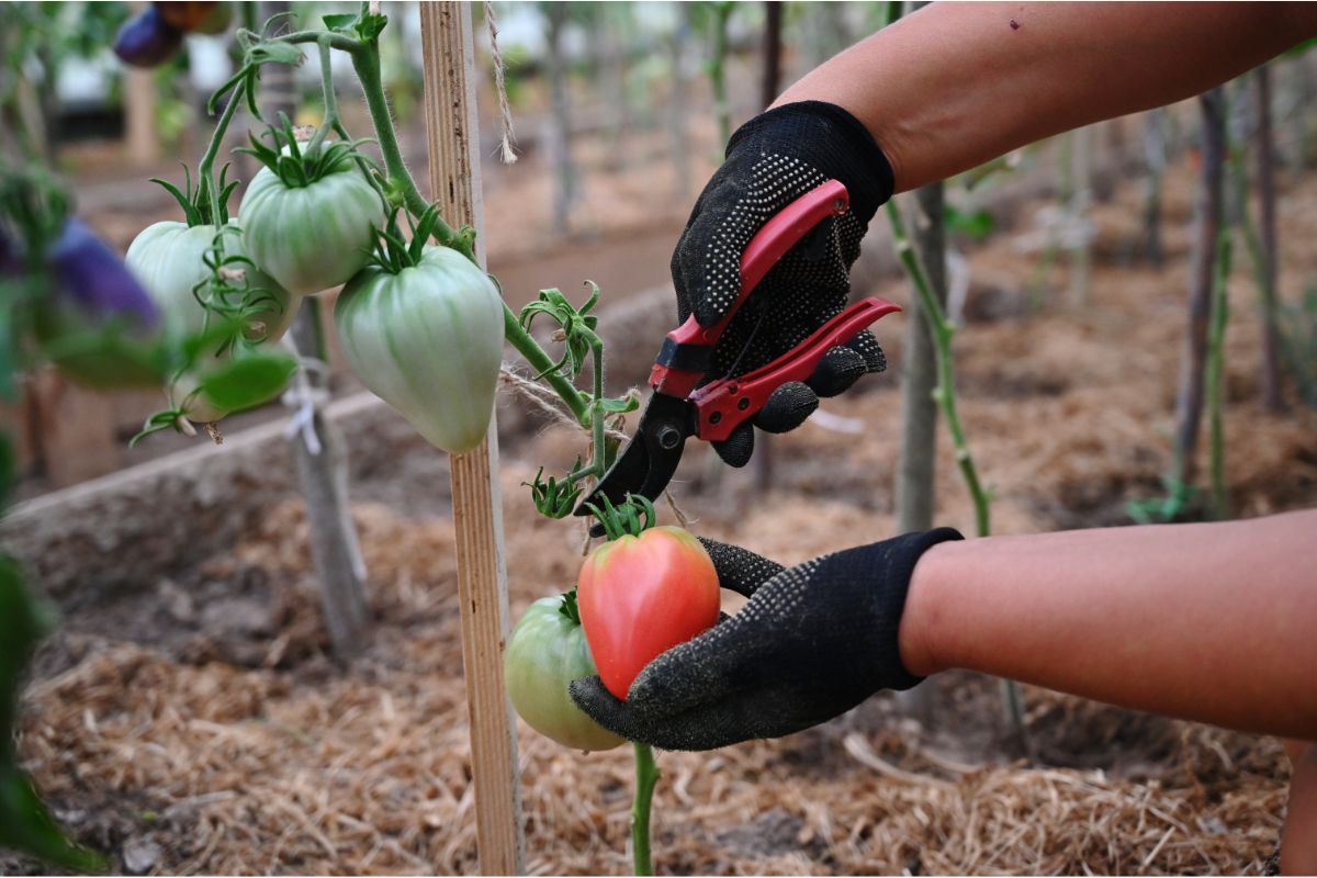 raccogliere pomodori orto erroir da non fare raccogliere pomodori