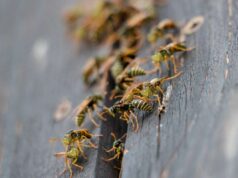 Come eliminare le vespe da balcone e terrazzo in 48 ore: 3 rimedi naturali senza insetticida vespe sul balcone