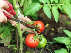 Cimatura pomodori ad agosto: il taglio dei contadini campani che raddoppia il raccolto di settembre taglio pomodori orto
