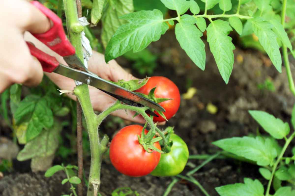 taglio pomodori orto cimatura ad agosto taglio pomodori orto