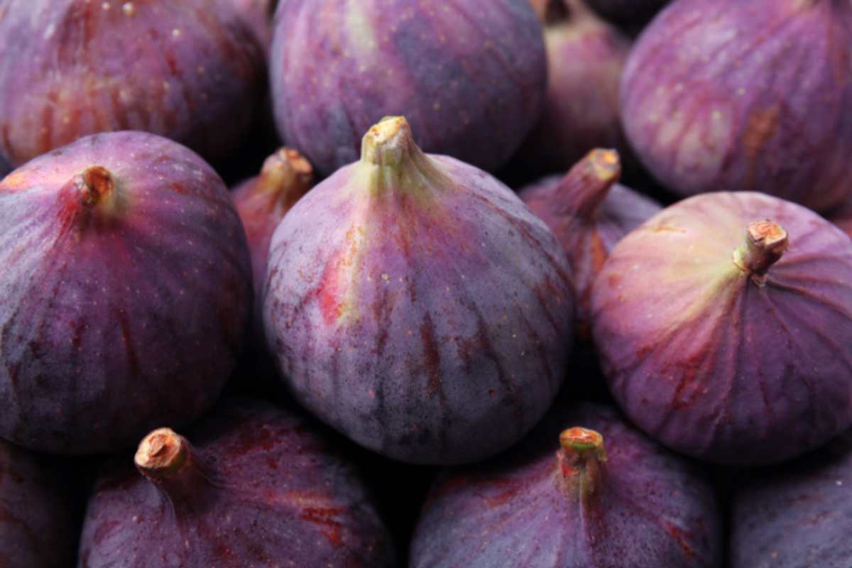 fichi freschi come conservarli fichi freschi