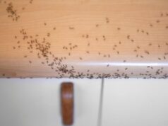 I 3 rimedi naturali che nei ristoranti usano per eliminare le formiche dalla cucina in 24 ore senza veleno formiche in cuicna