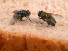 3 Rimedi Naturali che Eliminano le Mosche dalla Cucina in 24 Ore (Senza Spray Chimici) mosche in cucina