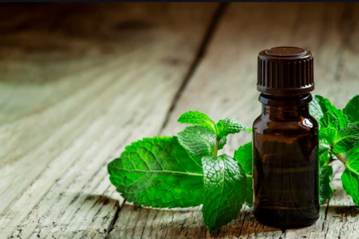I 3 Odori che Fanno Scappare i Ragni da Cantina e Garage in 48 Ore (Senza Veleni) Olio di menta
