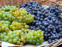 Il trucco dei fruttivendoli per conservare l’uva fresca 40 giorni senza muffa: basta un foglio di carta uva fresca
