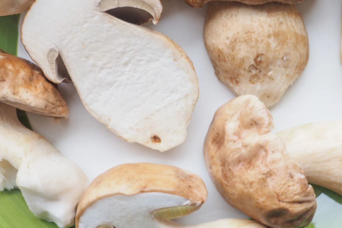 funghi porcini errore che li rovina funghi porcini