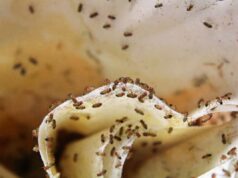 I moscerini della frutta invadono la cucina a settembre: il rimedio naturale che li elimina in 12 ore senza insetticida moscerini in cucina